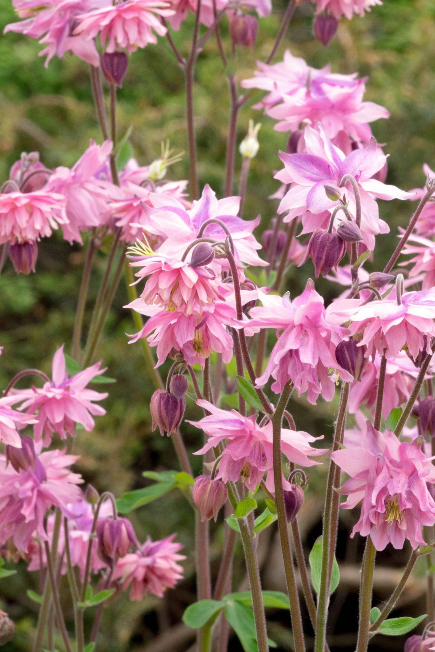 Akelei ‘Pink Barlow’